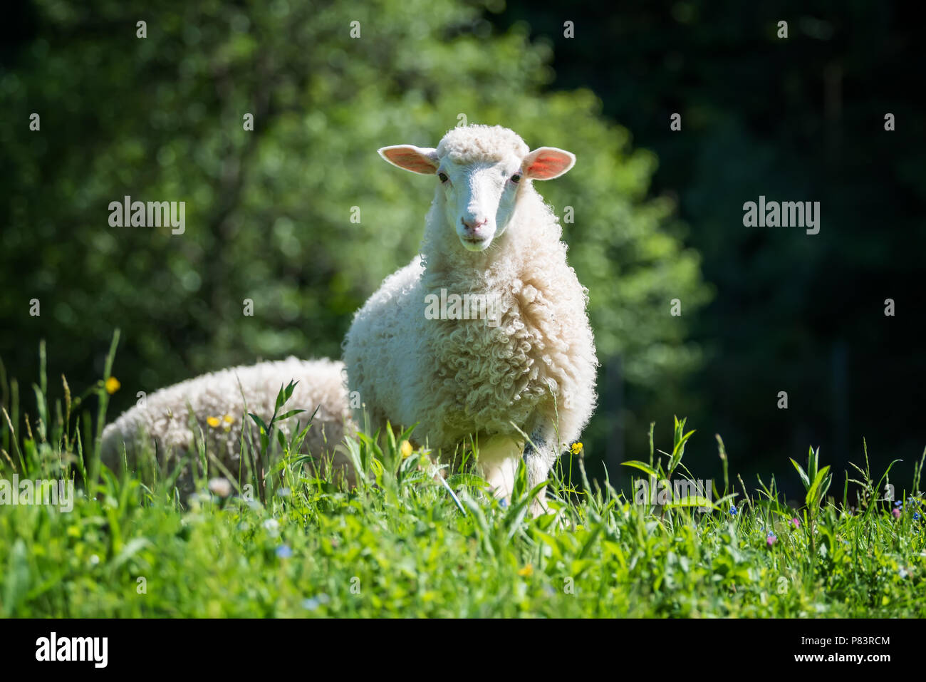 Close up young sheep in a meadow on a farm Stock Photo