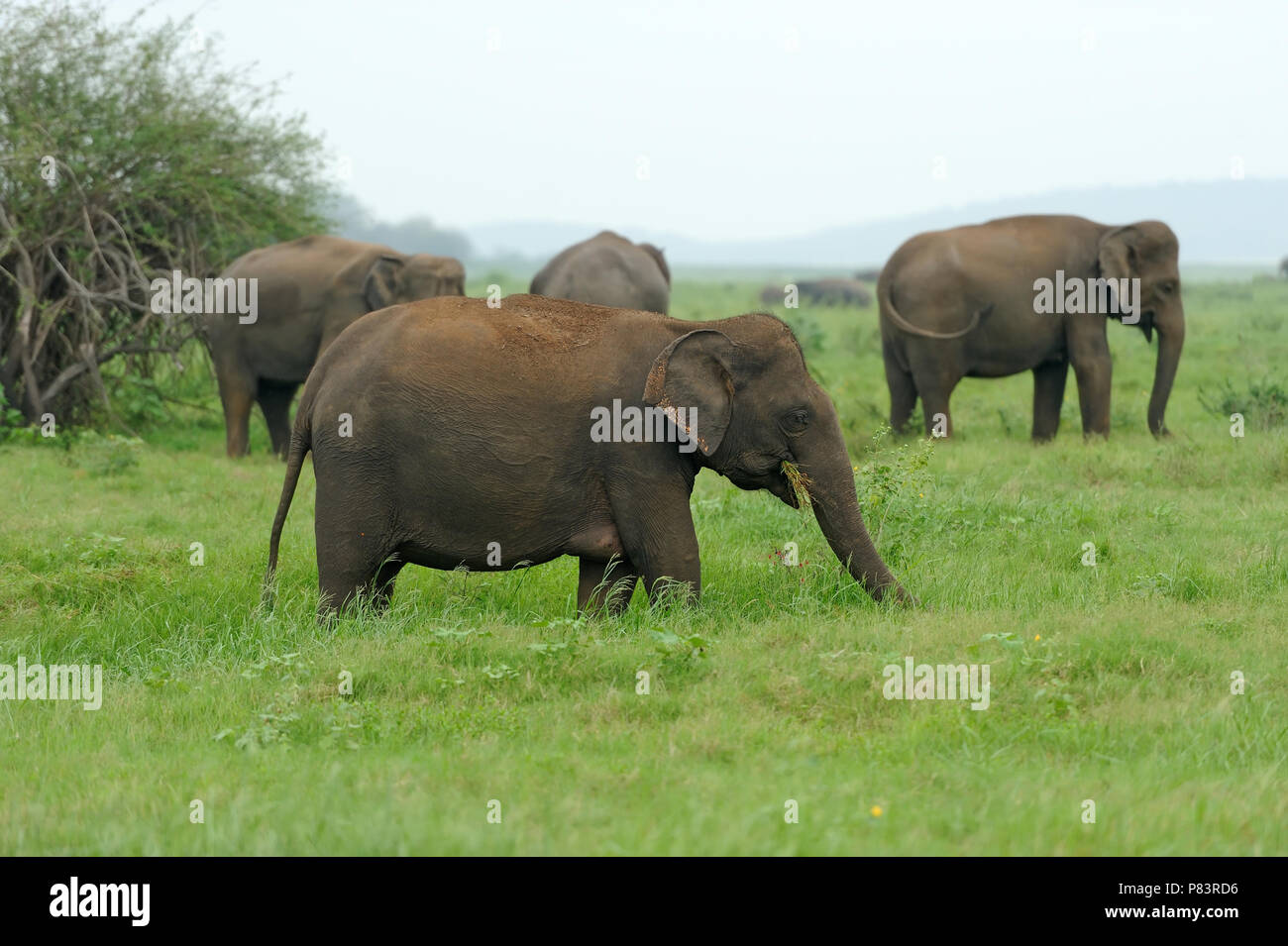 Elephant Herd Sri Lanka High Resolution Stock Photography and Images ...