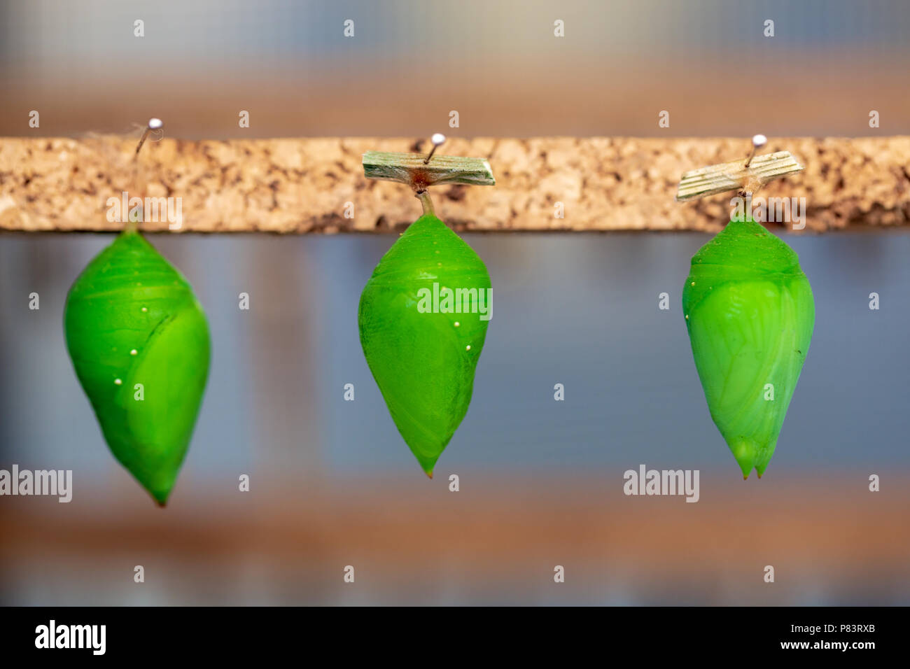 Hanging cocoons and larvae in butterfly conservatory. Pupation of
