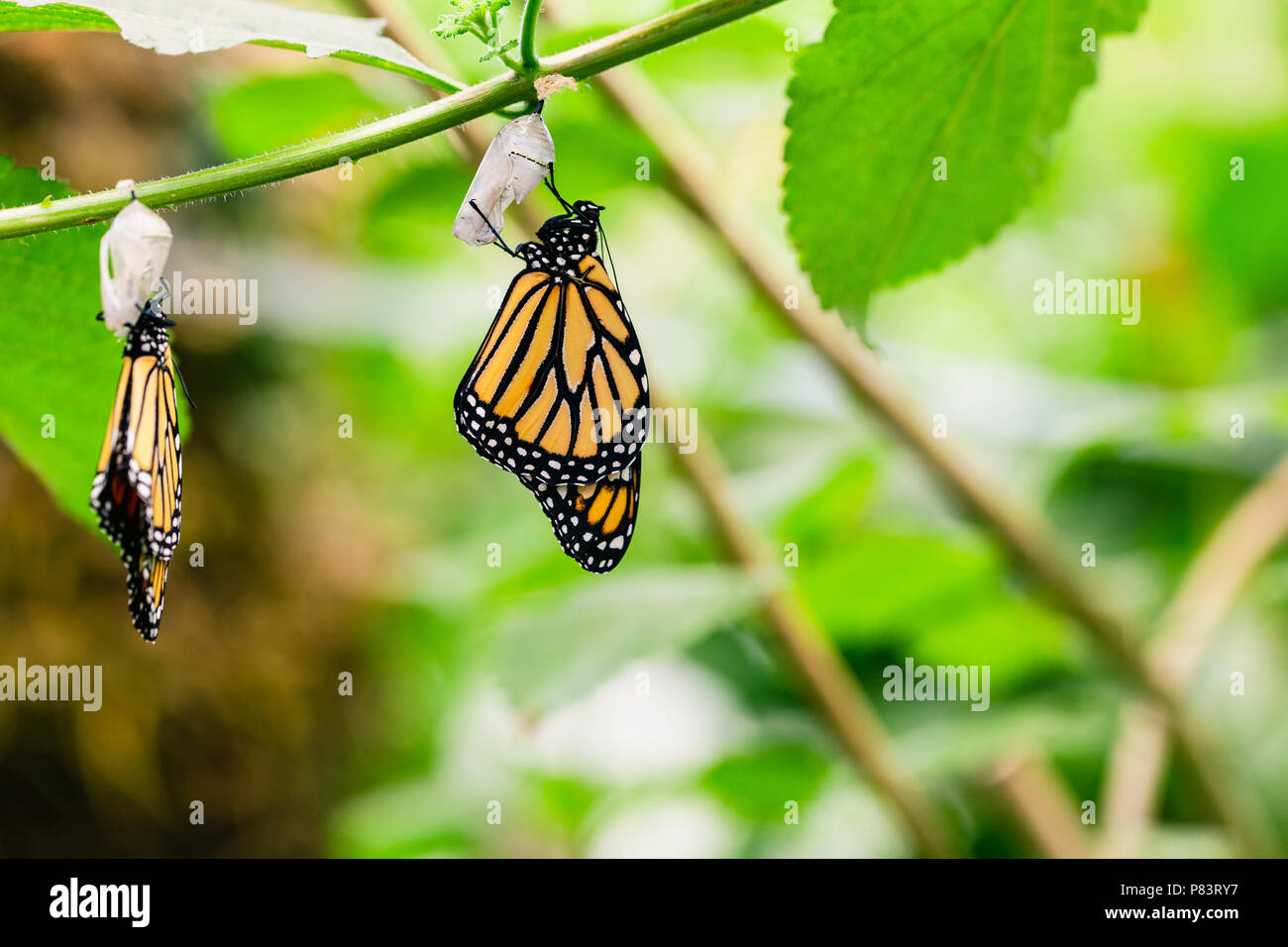 Monarch butterfly with cocoons hires stock photography and images Alamy