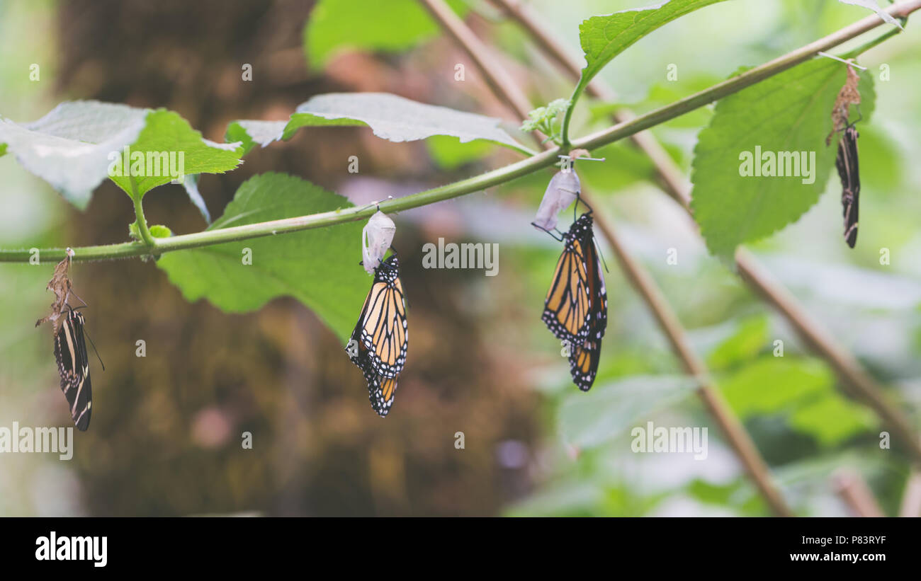 Monarch butterfly with cocoons hires stock photography and images Alamy