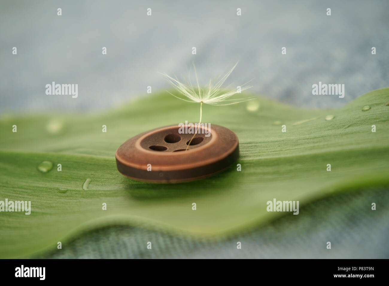 Single delicate dandelion seed attached to a wooden clothes button on the green leaf with low angle selective focus and copy space Stock Photo