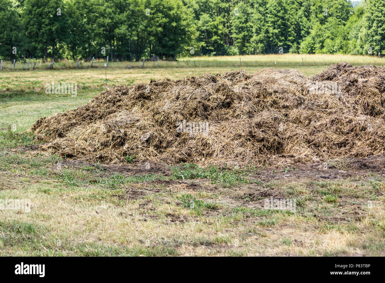 Fertilizer from cow manure and straw. A lot of dung was taken out to the field early in the spring to fertilize the fields. Podlaskie, Poland. Stock Photo