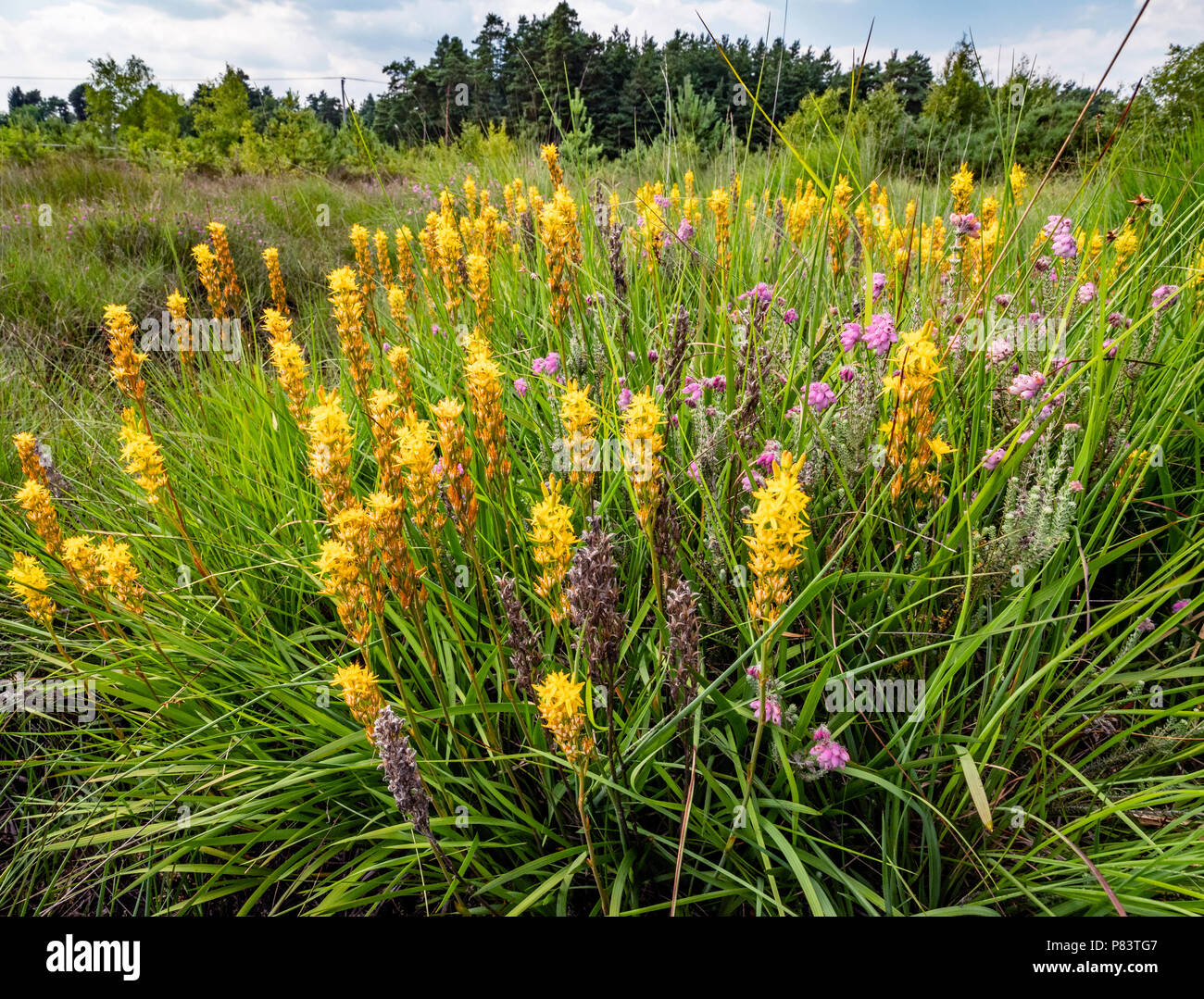 Yellow spikes of bog asphodel (Narthecium ossifragum) in wet lowland heath at Thursley Common National Nature Reserve, Surrey UK Stock Photo