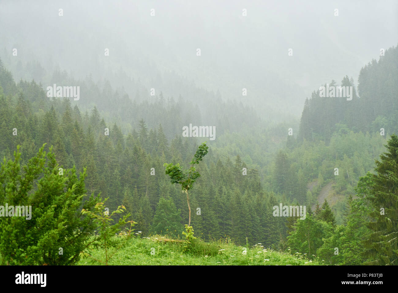 Fog alps hi-res stock photography and images - Alamy