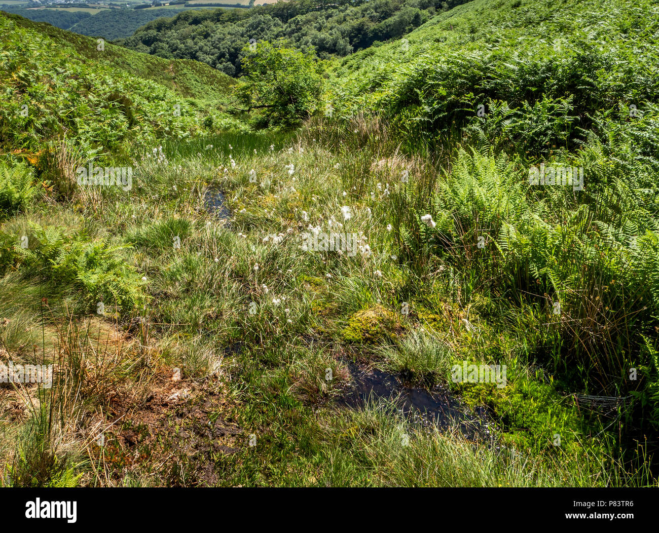 Sphagnum pools with cotton grass reed and flowering plants at Bin Combe a steep valley on Exmoor
