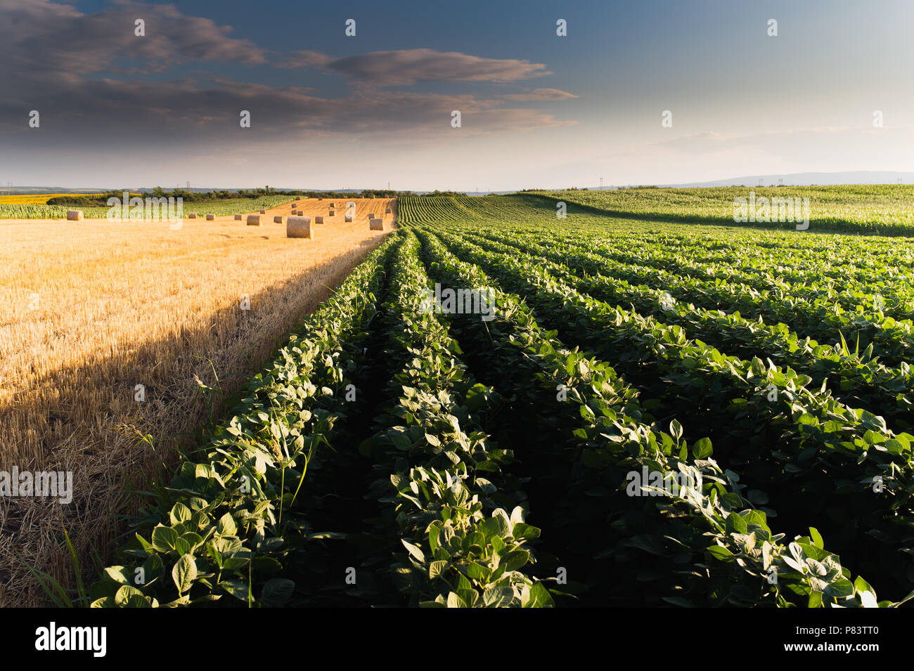 Bale of wheat in the field after harvest Stock Photo - Alamy