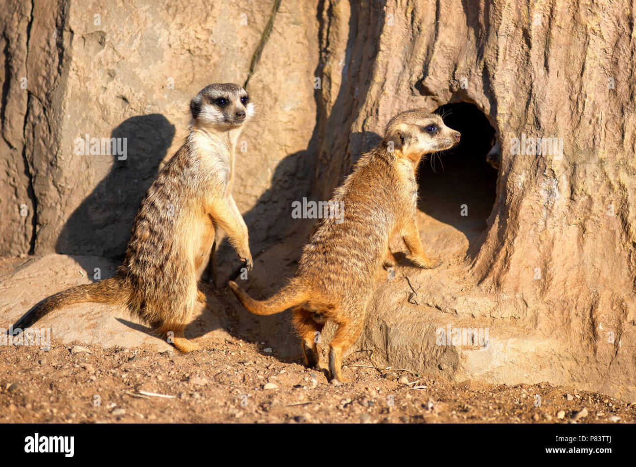 Curious and inquiring surikats or meerkats watching around Stock Photo