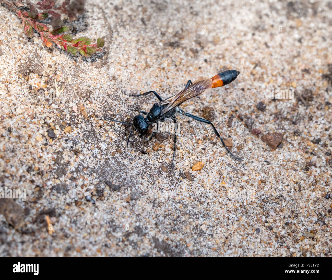 Ammophila sabulosa the red-banded sand wasp placing stones over the entrance to its burrow to hide it from predators - Thursley Common Surrey UK Stock Photo