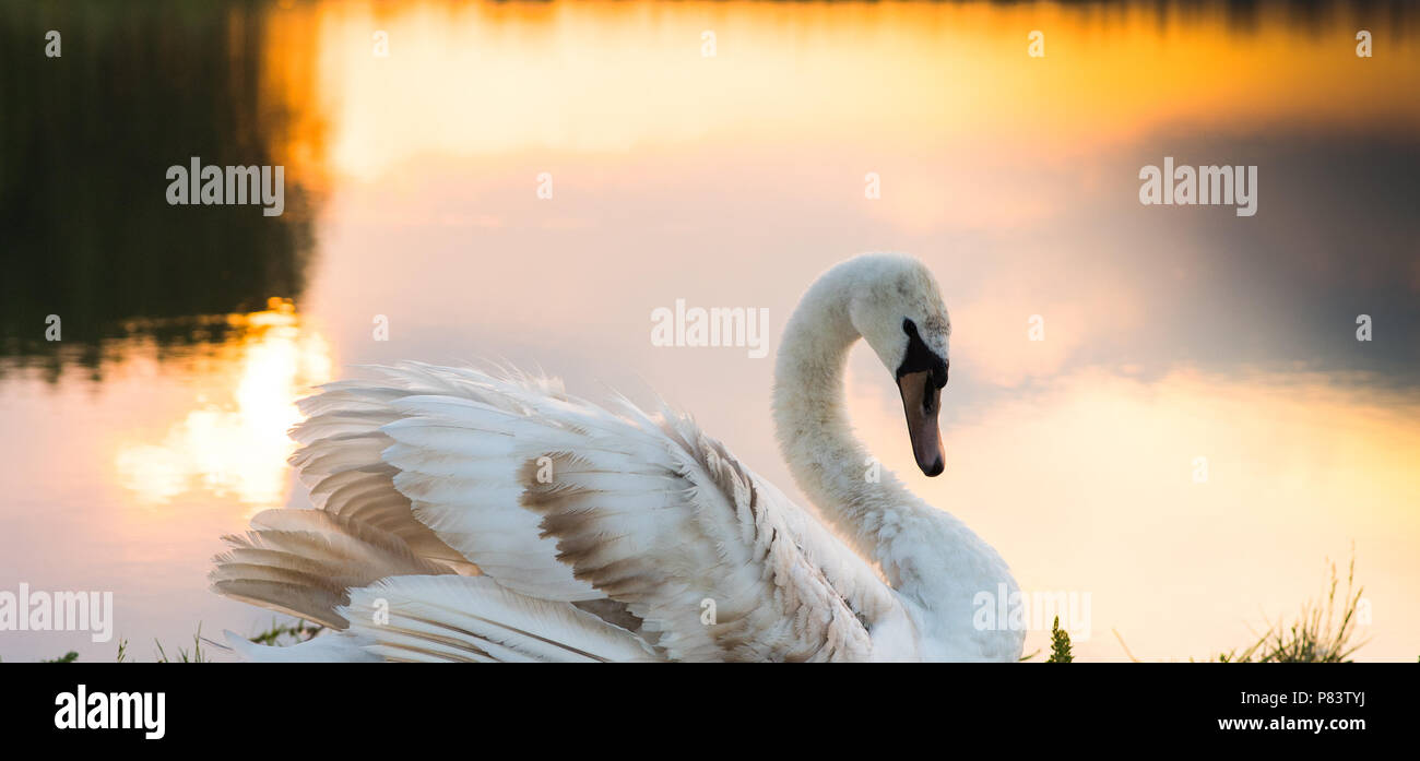 White swan floating on a surface of the lake in sunset Stock Photo - Alamy
