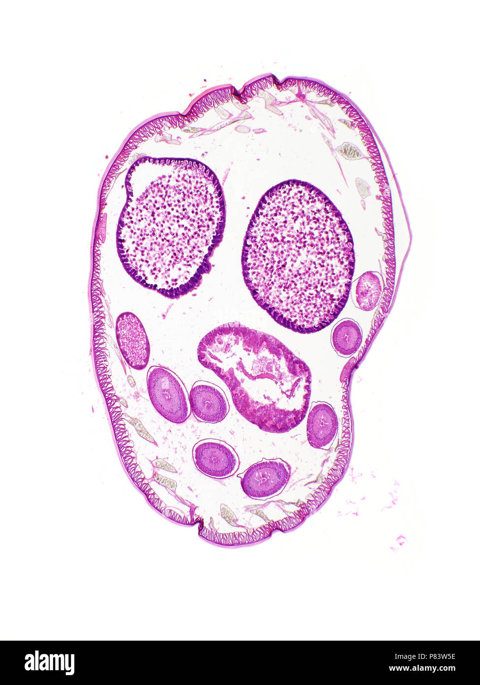 Ascaris, cross-section, light micrograph, pictured area is approximately 6mm tall Stock Photo