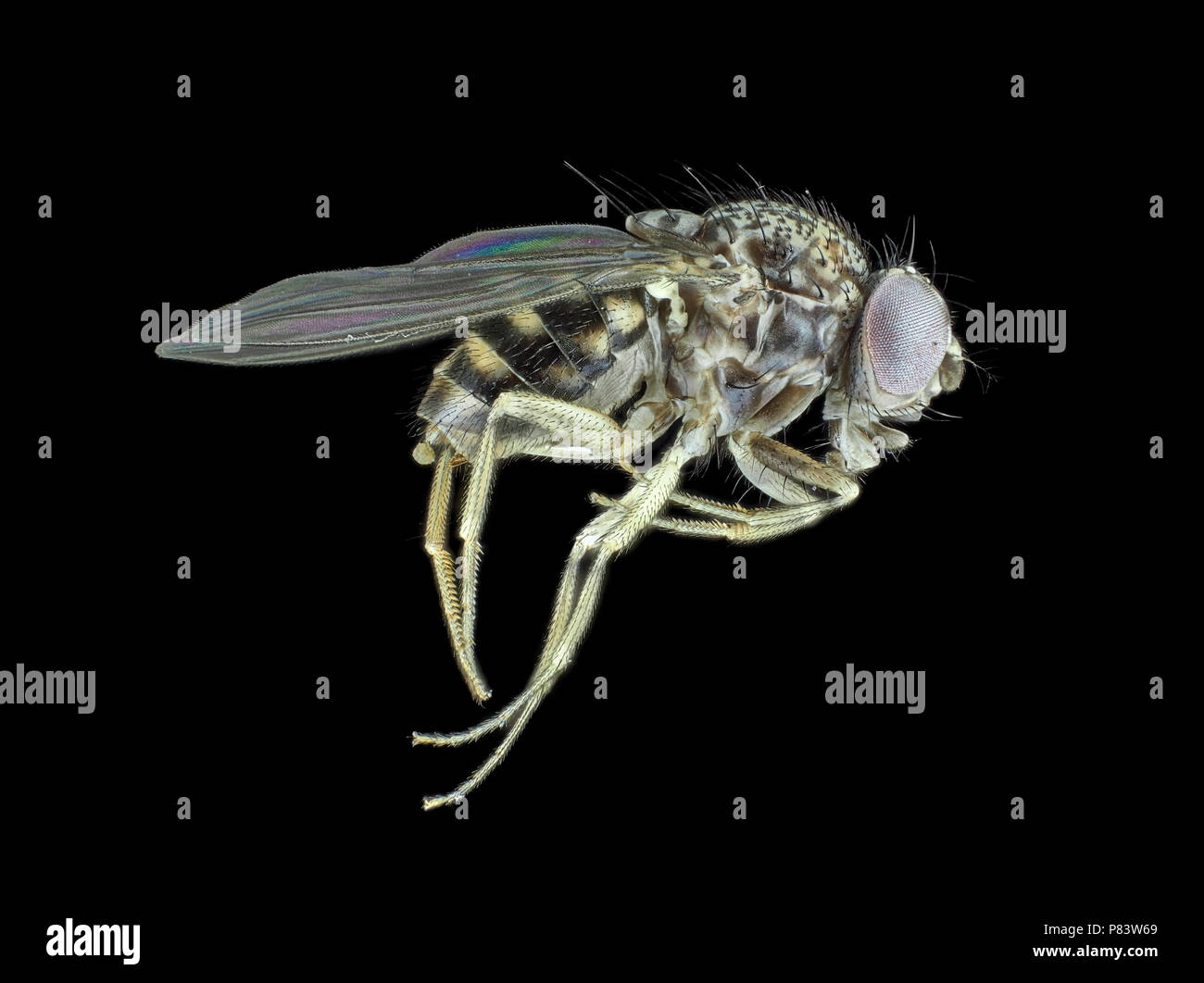 Reflected light micrograph of a tiny 3mm fly (Diptera) Stock Photo