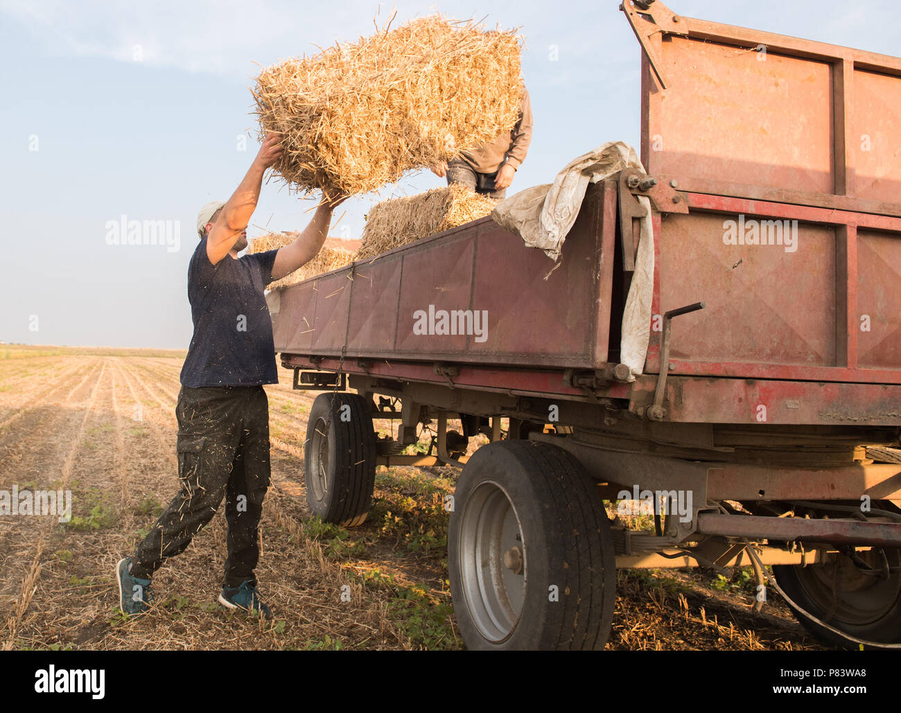 Young and strong farmer throw hay bales in a tractor trailer bales of