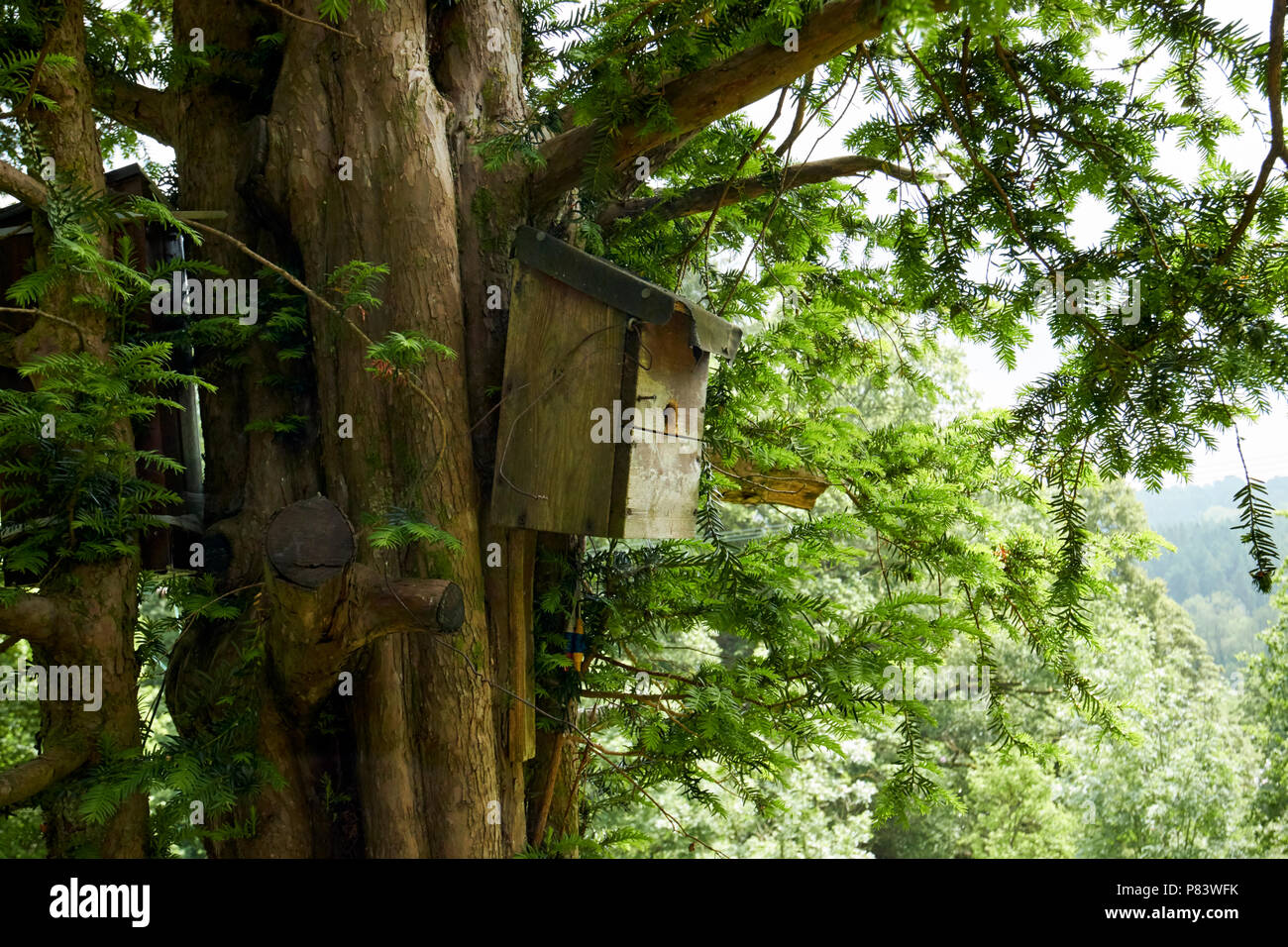 home made wooden bird house birdbox attached to a tree in woodland england uk Stock Photo