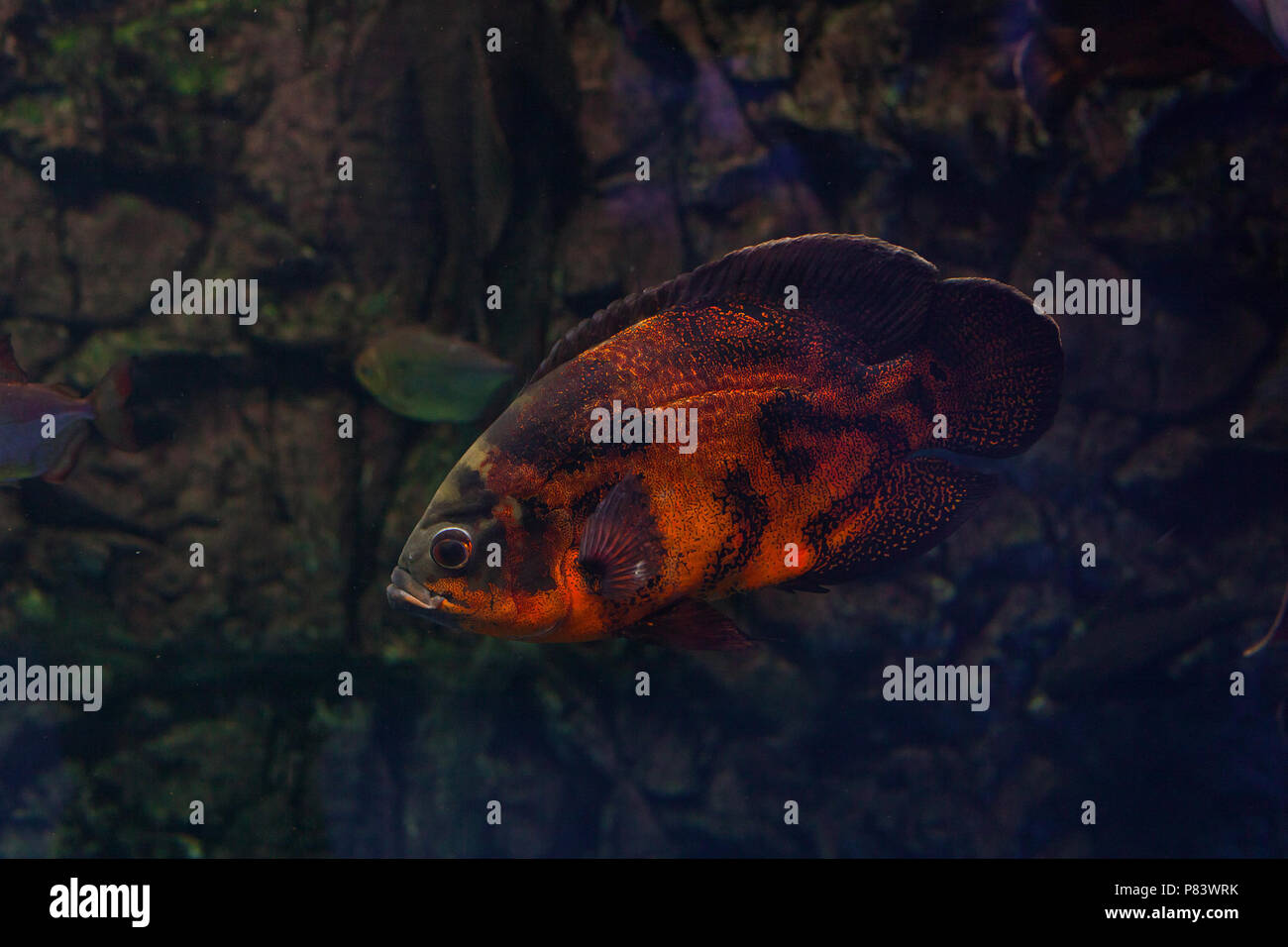 Astronotus floating under the water. Oscar fish Stock Photo