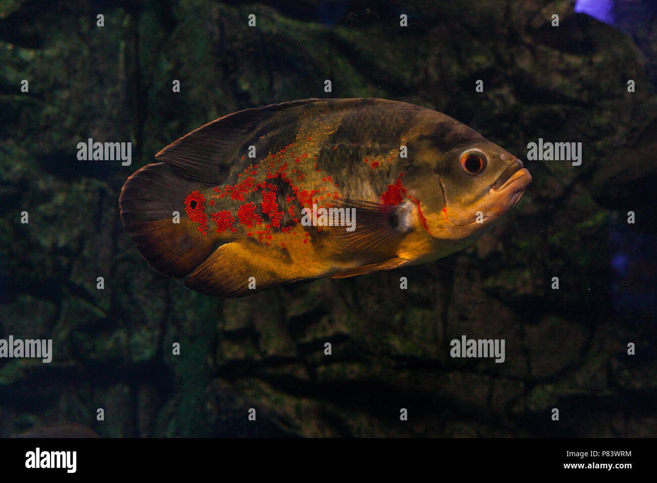 Oscar fish floating under the water. Astronotus Stock Photo