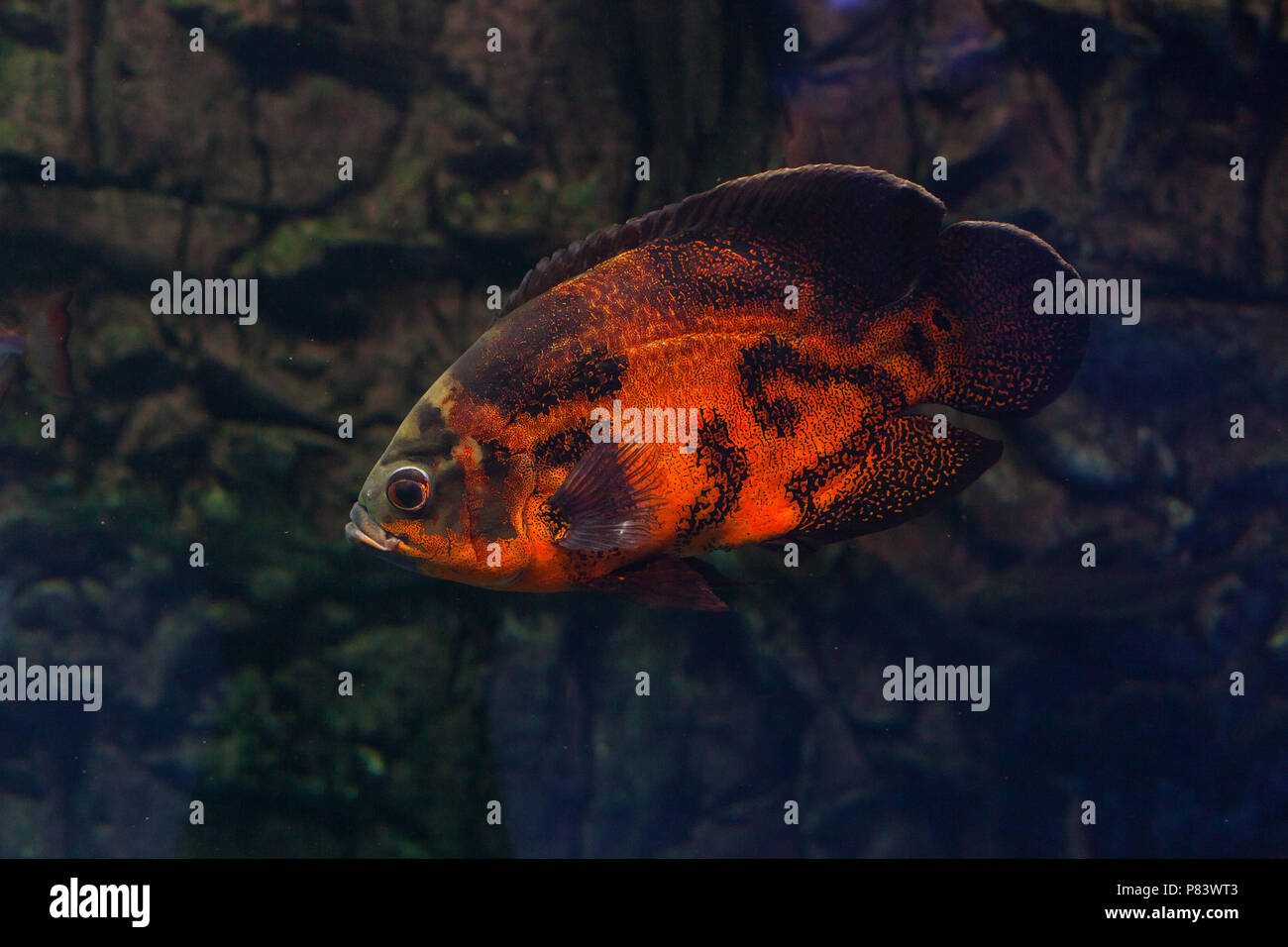 Astronotus floating in the aquarium. Oscar fish Stock Photo