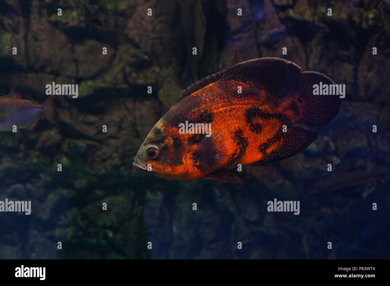 Astronotus ocellatus floating under the water. Oscar fish Stock Photo