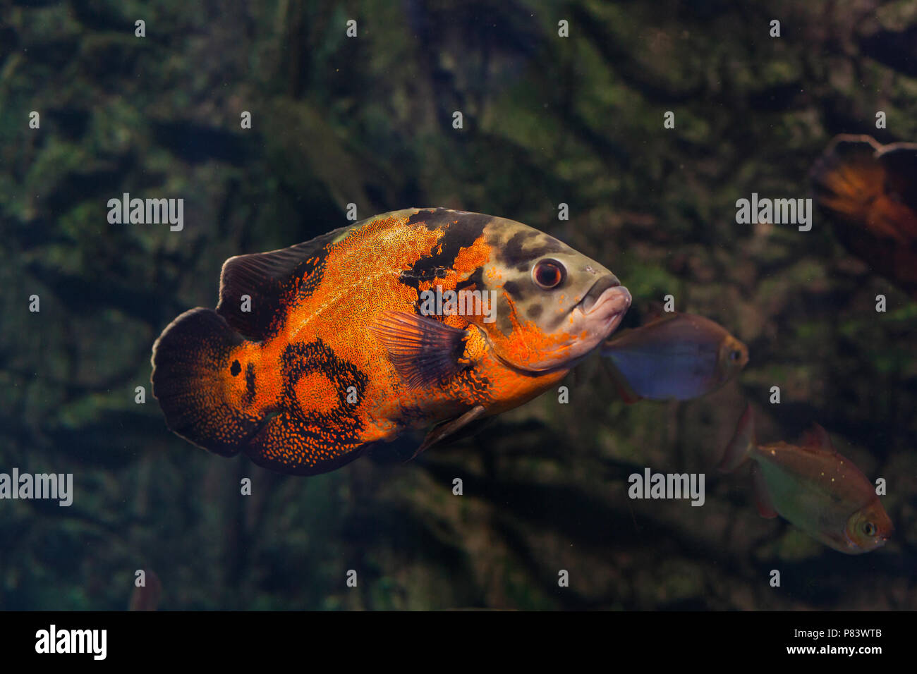 Bright oscar fish floating under the water. Stock Photo