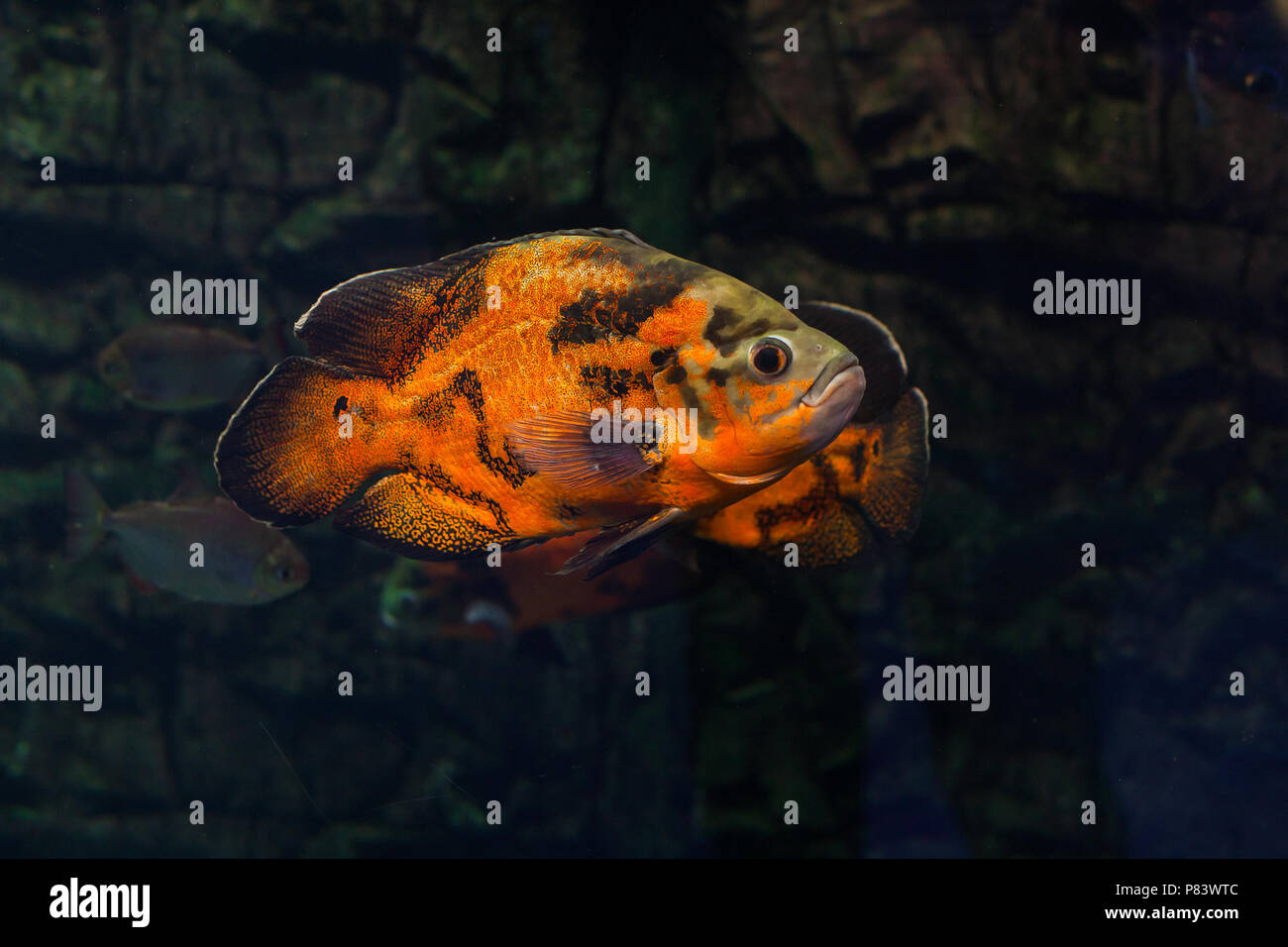 Bright oscar fish floating in aquarium. Astronotus ocellatus Stock Photo