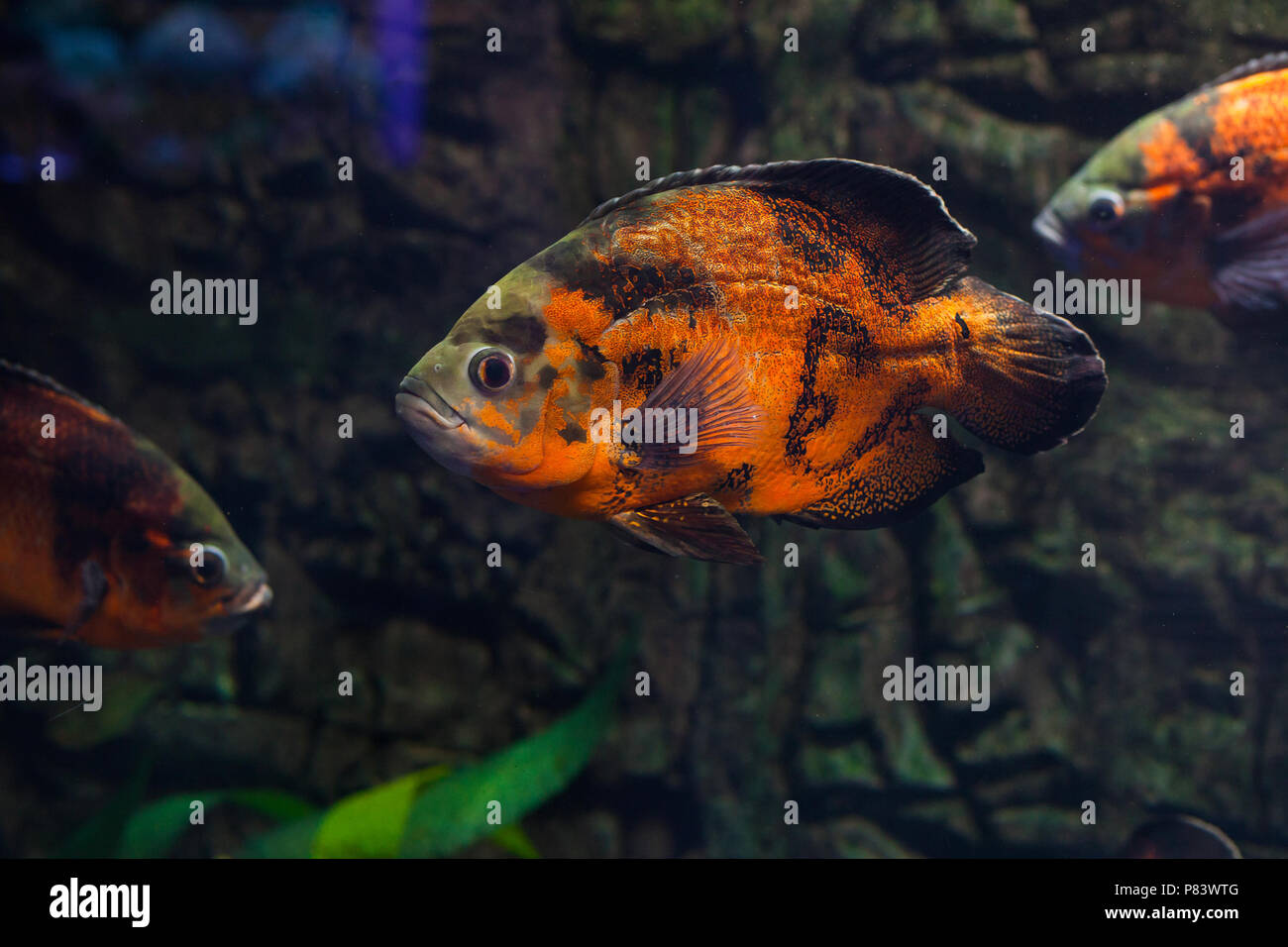 Astronotus ocellatus floating in aquarium. Oscar fish Stock Photo