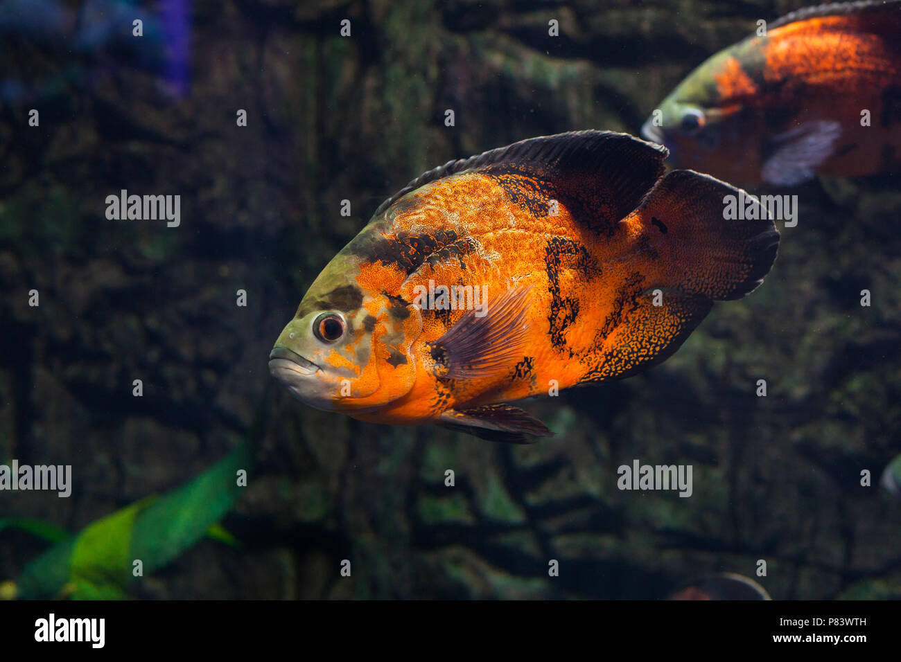 Oscar fish floating in aquarium. Astronotus ocellatus Stock Photo