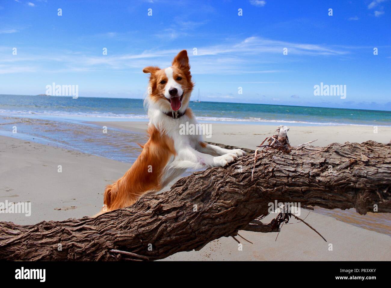 Red and white border collie on log on beach Stock Photo