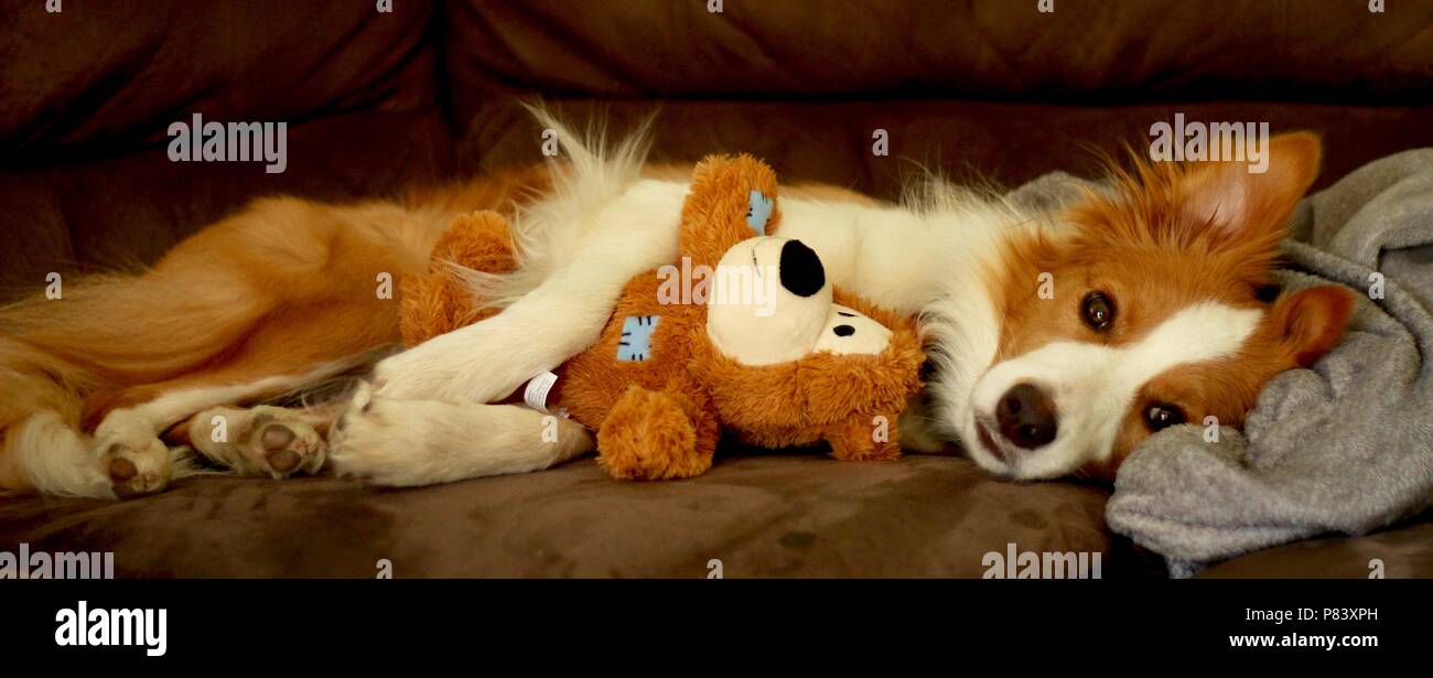 collie teddy