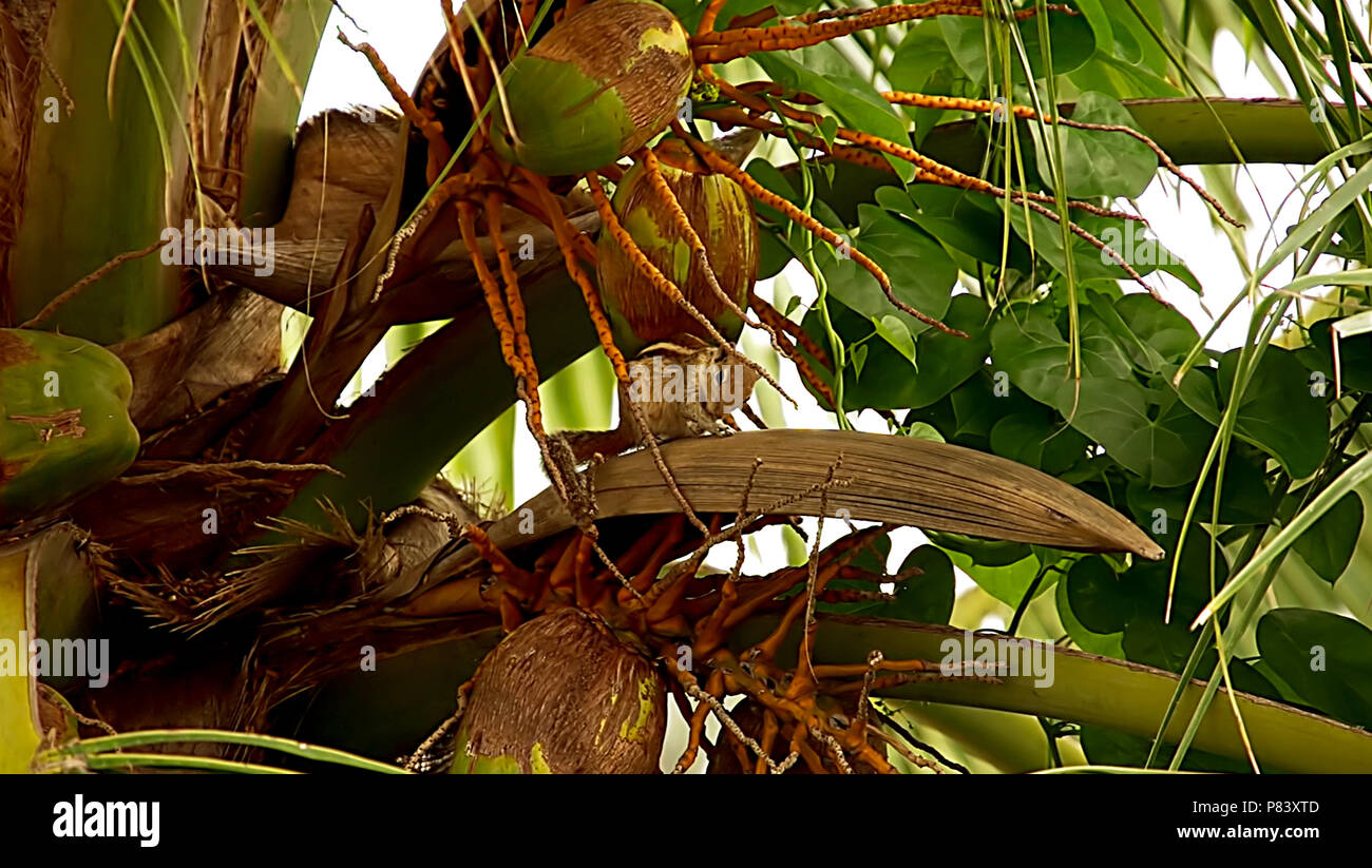 Squirrel Playing on Coconut Tree, nature background Stock Photo