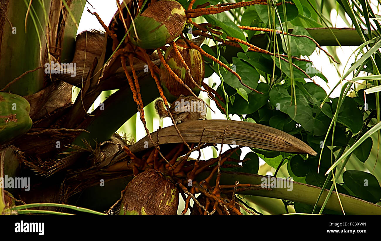 Squirrel Playing on Coconut Tree, nature background Stock Photo