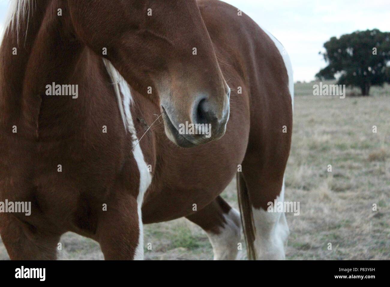 Close-up of painted horse muzzle Stock Photo