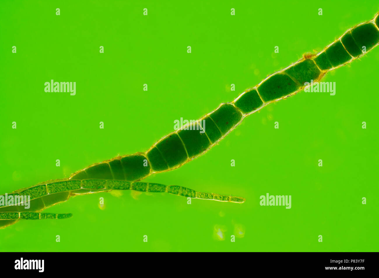 Microscopic view of green algae (Cladophora) filaments. Rheinberg illumination. Stock Photo
