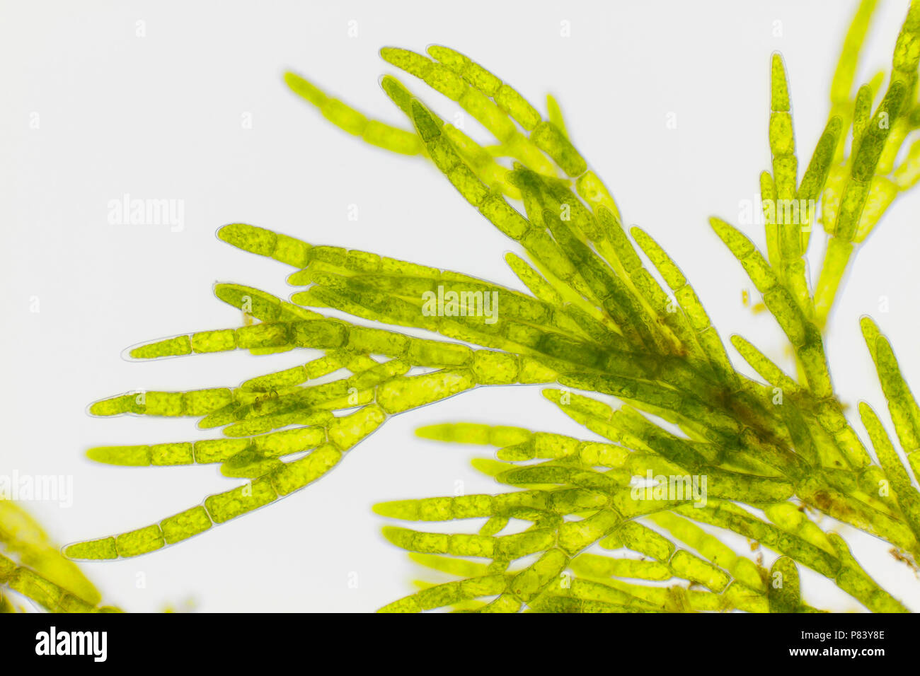 Microscopic view of green algae (Cladophora). Brightfield illumination. Stock Photo