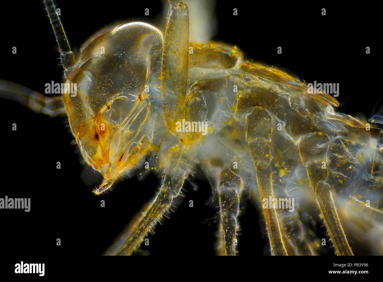 Microscopic view of mayfly larva (naiad, nymph) empty skin. Darkfield illumination. Stock Photo