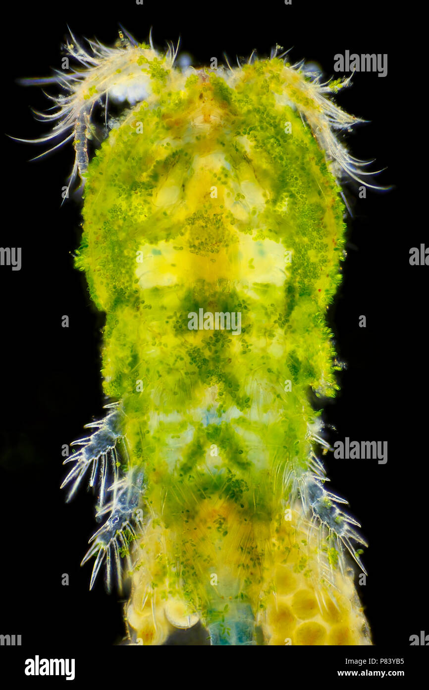 Microscopic view of algae covered Freshwater copepod (Cyclops). View from above. Darkfield illumination. Stock Photo