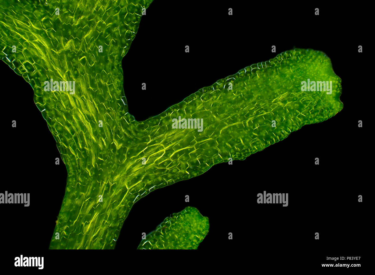 Microscopic view of Crystalwort (Riccia fluitans) thalli detail. Polarized light, crossed polarizers. Stock Photo