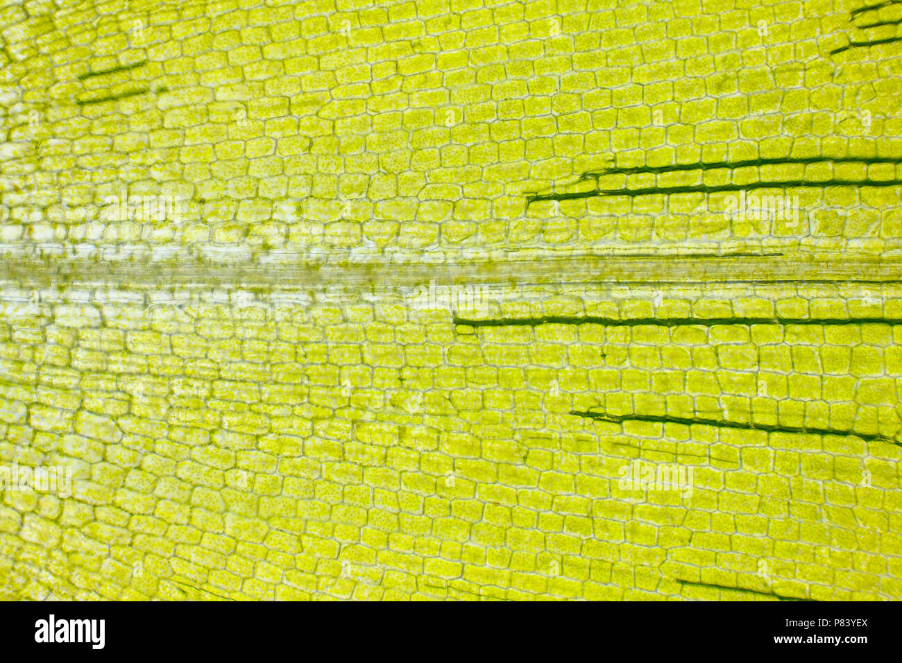 Microscopic view of Canadian waterweed (Elodea canadensis) leaf. Brightfield illumination. Stock Photo