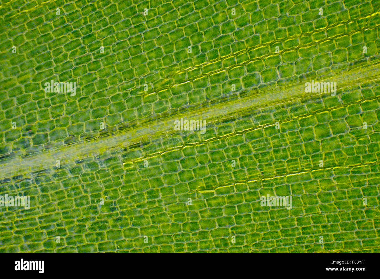 Microscopic view of Canadian waterweed (Elodea canadensis) leaf. Darkfield illumination. Stock Photo