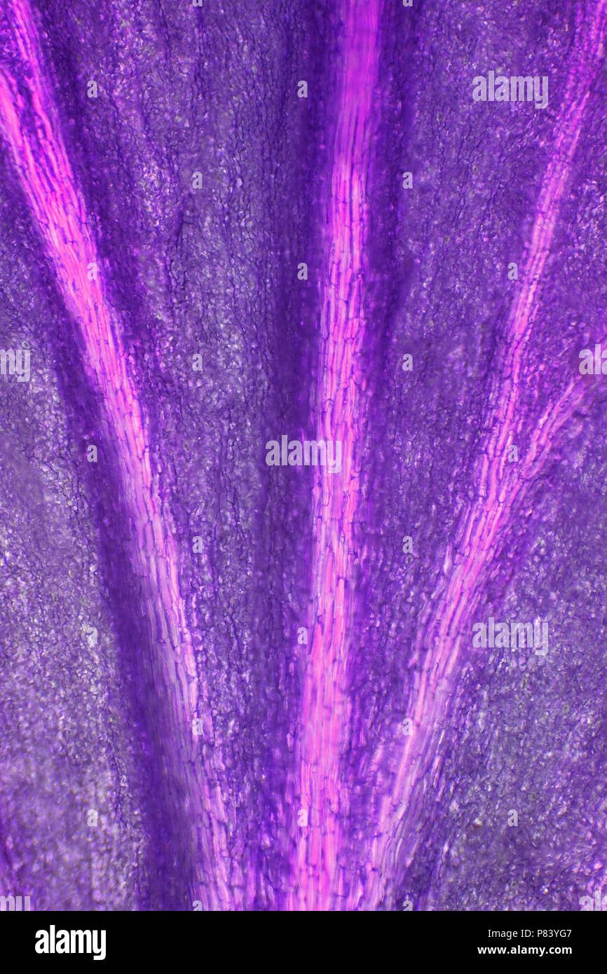 Microscopic view of flower petal. Darkfield illumination. Stock Photo