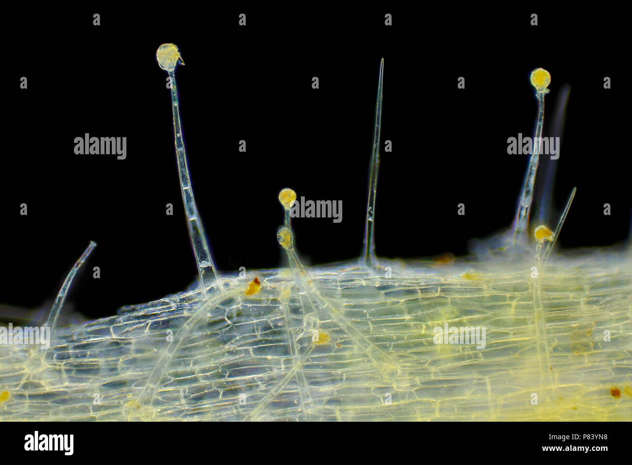 Microscopic view of Garden geranium (Pelargonium x hortorum) trichomes (hairs). Darkfield illumination. Stock Photo