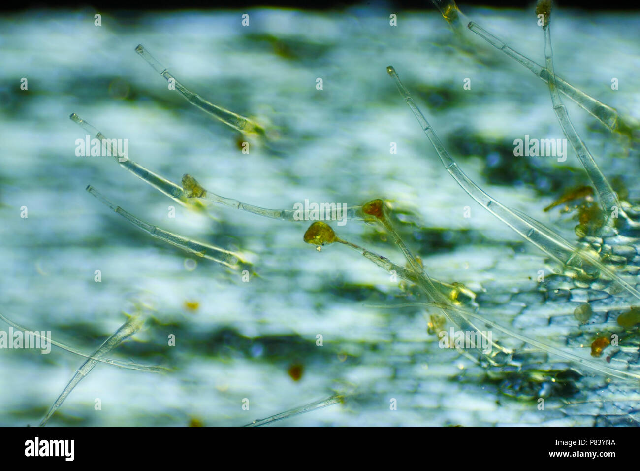 Microscopic view of Garden geranium (Pelargonium x hortorum) trichomes (hairs). Polarized light, crossed polarizers. Stock Photo