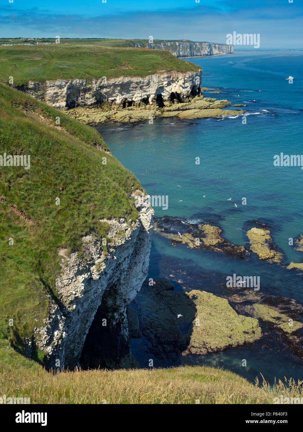 Limestone Cliffs towards Flamborough Head East Yorkshire UK July Stock Photo Alamy