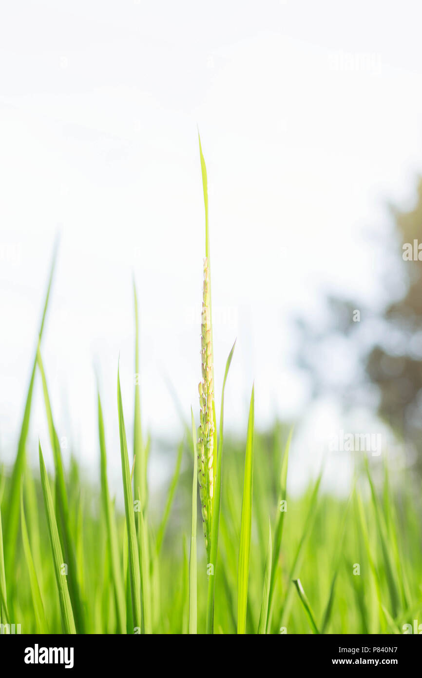 Rice ears growing in field with the sky Stock Photo - Alamy