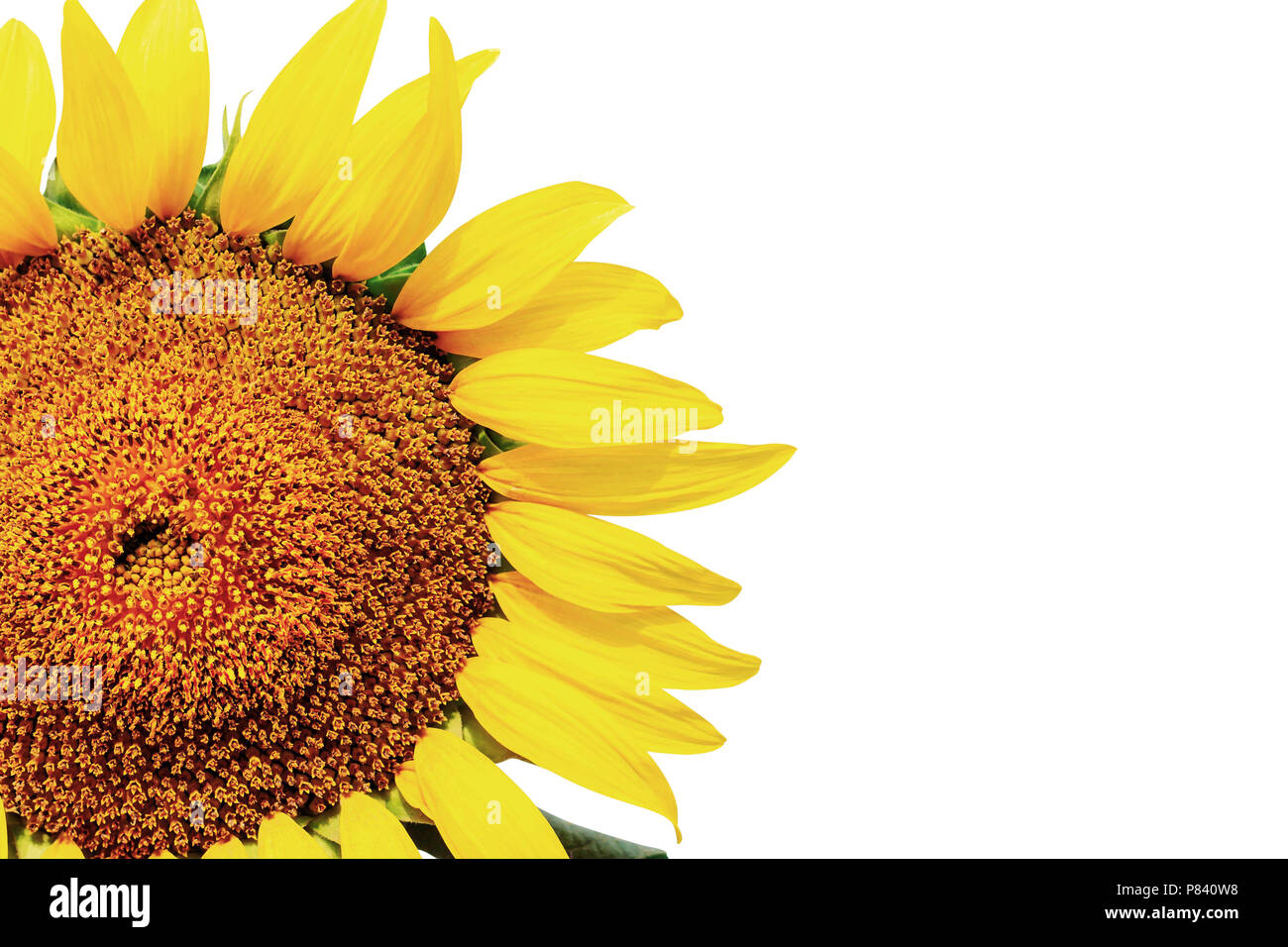 Sunflower with beautiful on a white background Stock Photo - Alamy