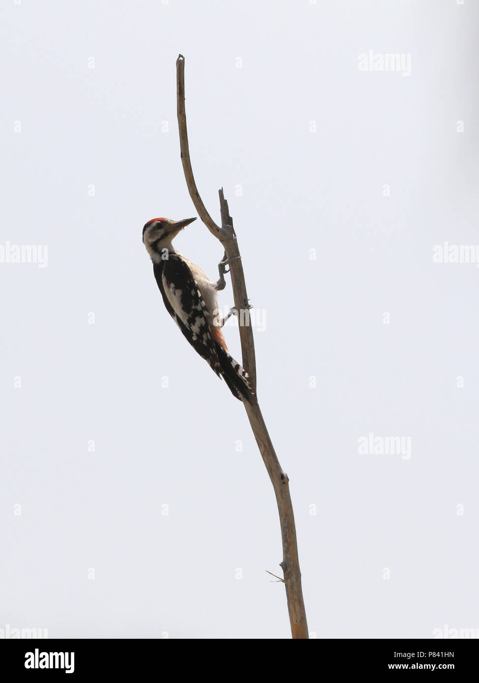 Sind Woodpecker, Dendrocopos assimilis Stock Photo