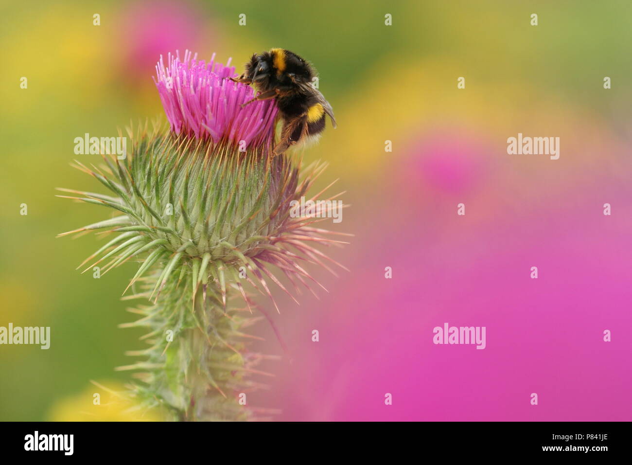 Aardhommel op distel; buff-tailed bumblebee on thistle Stock Photo