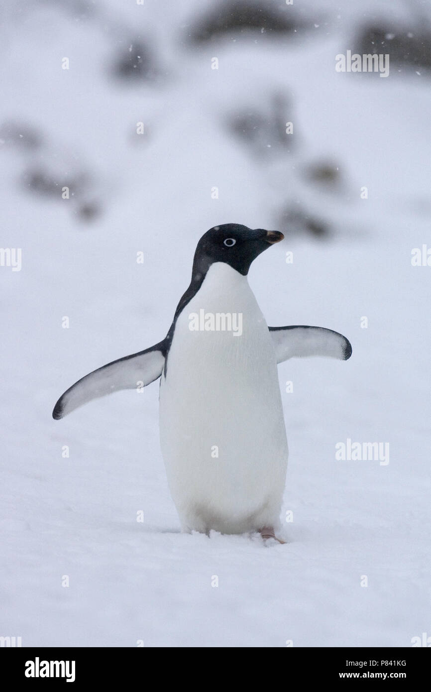 Adelie Penguin In The Snow Adelie Pinguin In De Sneeuw Stock Photo Alamy Adelie Penguin In The Snow Adelie Pinguin In De Sneeuw Stock Photo Alamy