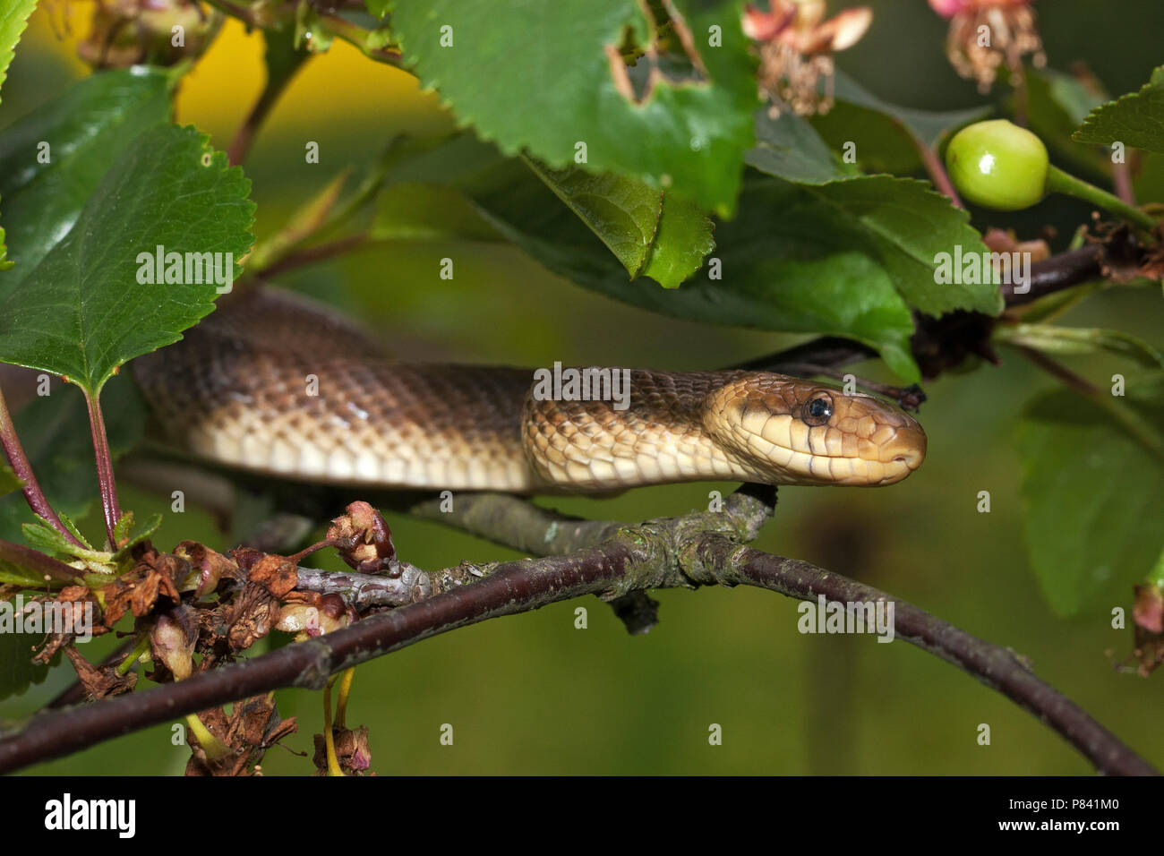 Esculaapslang in een boom; Aesculapian Snake in a tree Stock Photo