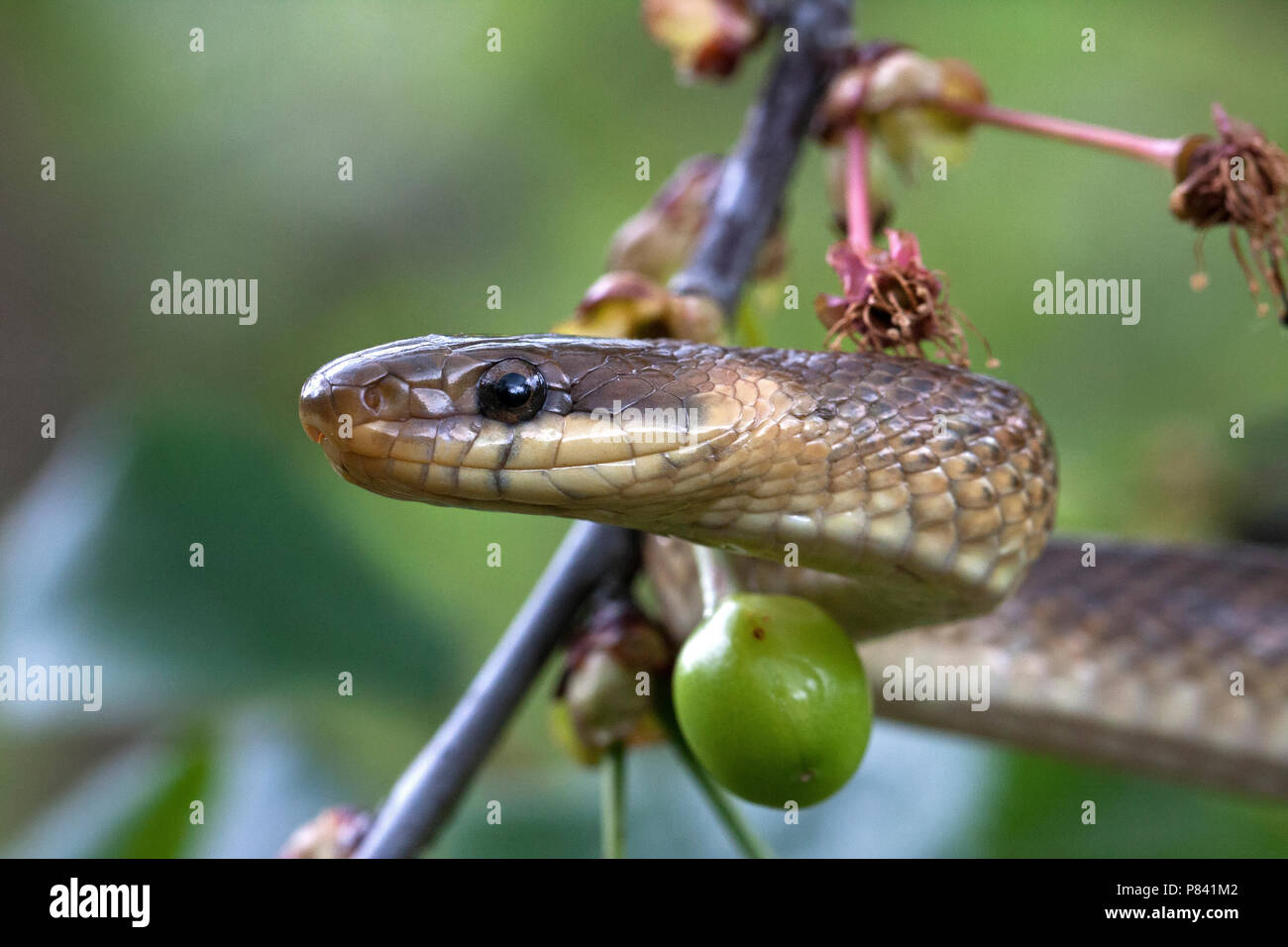 Esculaapslang in een boom;  Aesculapian Snake in a tree Stock Photo