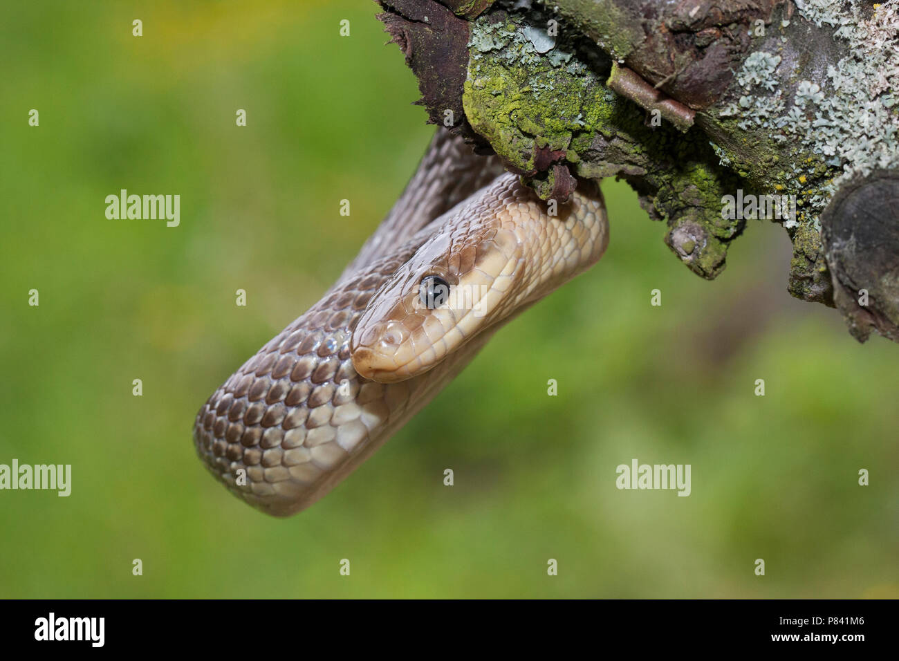 Esculaapslang in een boom, Aesculapian Snake in a tree Stock Photo